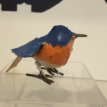 Load image into Gallery viewer, Merle bleu