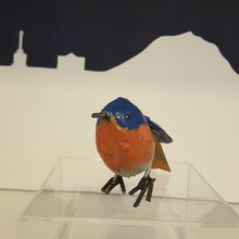 Load image into Gallery viewer, Merle bleu