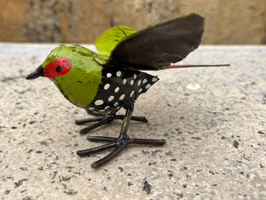 Oiseau Sénégali vert
