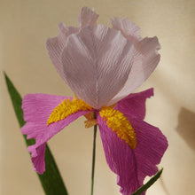 Charger l'image dans la galerie, Iris rose 
de la collection Les fleurs de Justine
