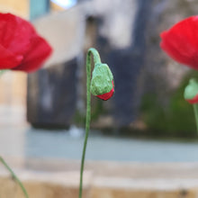 Load image into Gallery viewer, Coquelicots - Les fleurs de Justine
