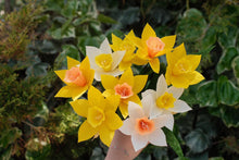 Load image into Gallery viewer, Jonquilles - Les fleurs de Justine

