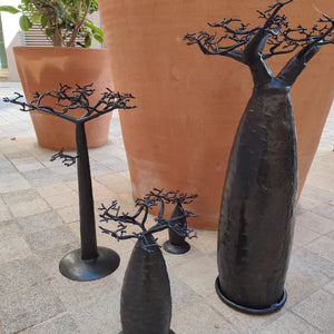 Baobab bombé noir