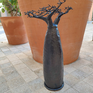 Baobab bombé