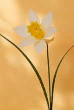 Load image into Gallery viewer, Jonquilles - Les fleurs de Justine
